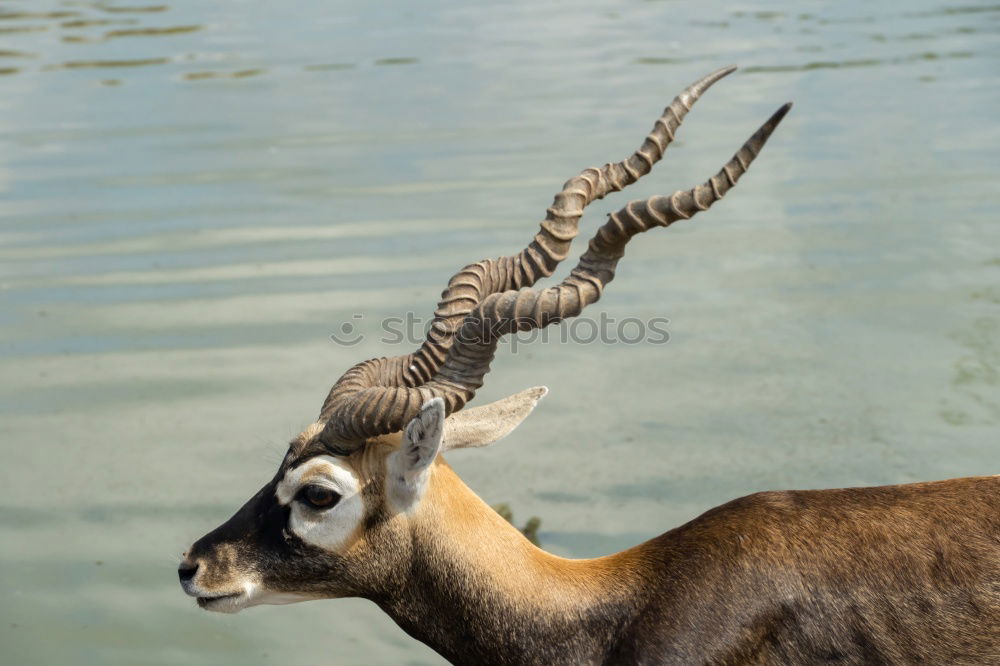 Similar – Image, Stock Photo corkscrews