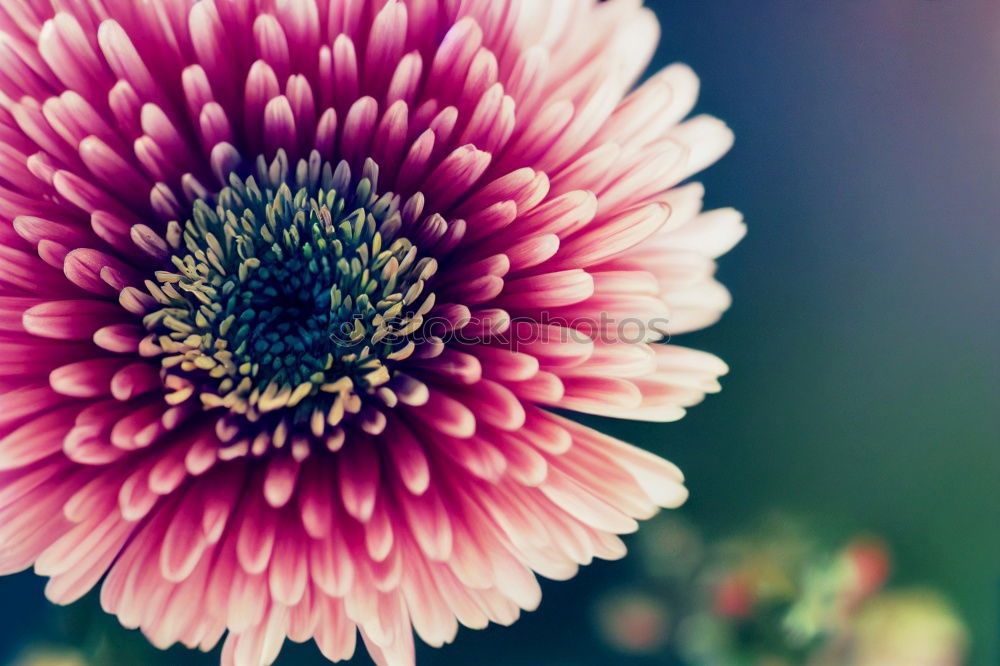 Similar – Image, Stock Photo Red Gerbera Flower