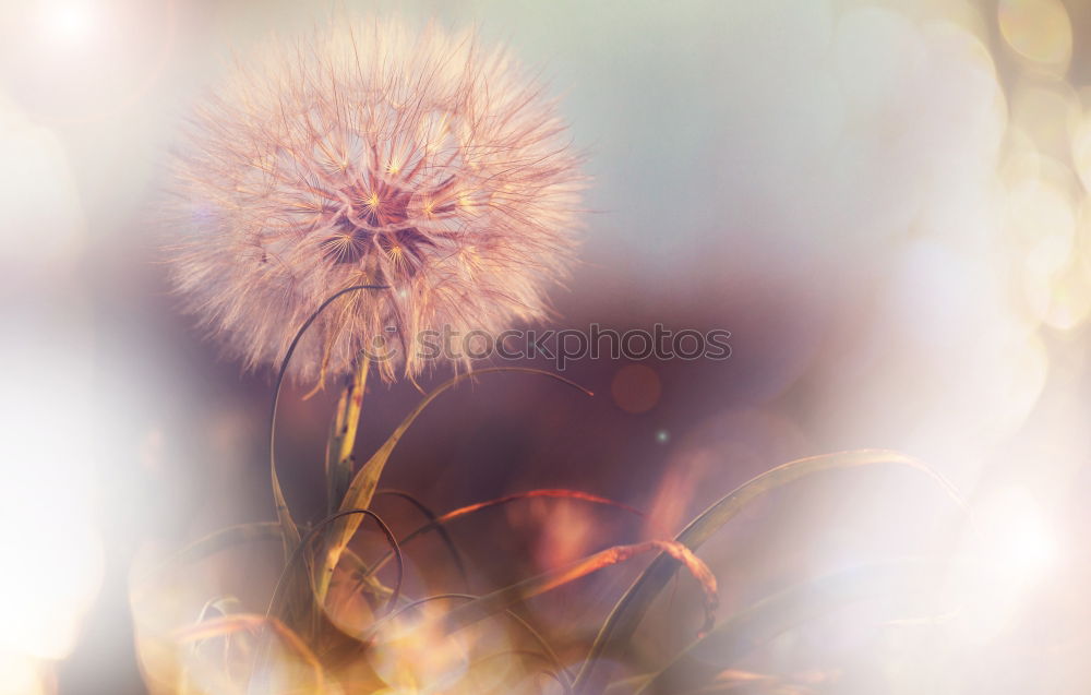 Similar – MOHN in the light Poppy