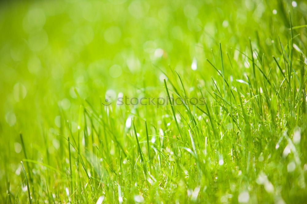 Similar – green grass in the morning with drops