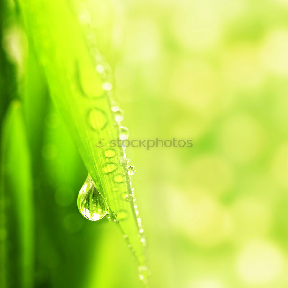 Similar – Image, Stock Photo Wet spring Life Harmonious