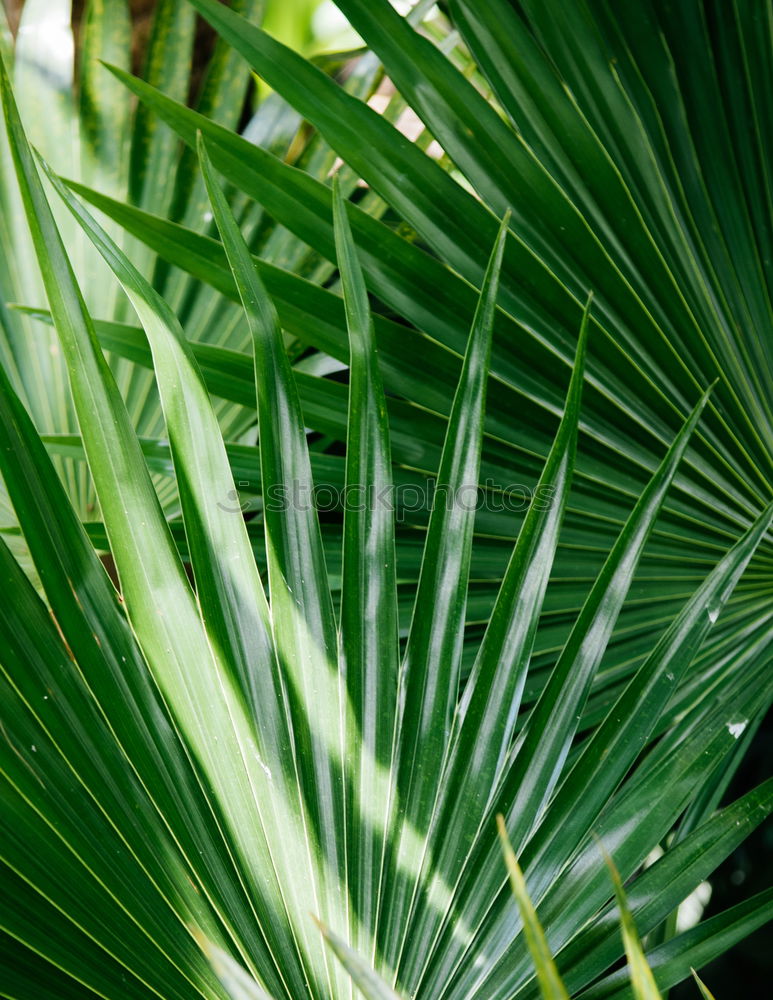 Similar – Image, Stock Photo Cast off Nature Plant Leaf