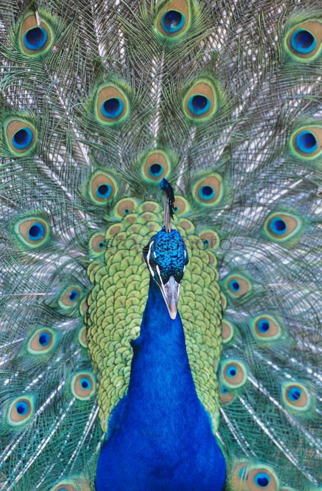 Similar – Peacock 1 Animal Pet