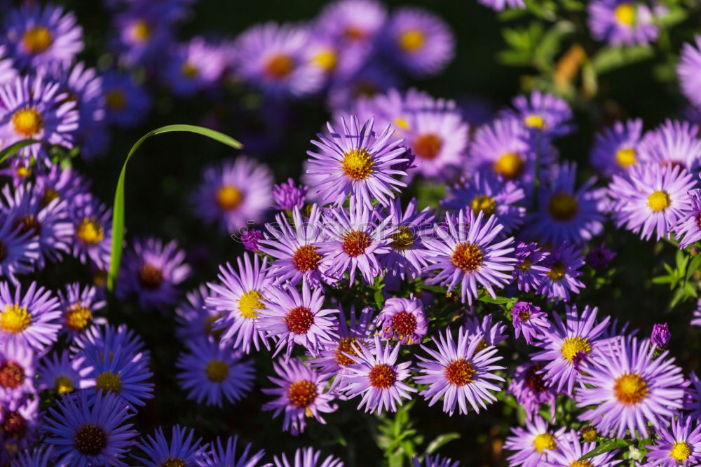 Similar – Image, Stock Photo Aster flowers Stamen