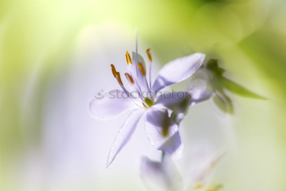 Similar – Macro shot of a passion flower