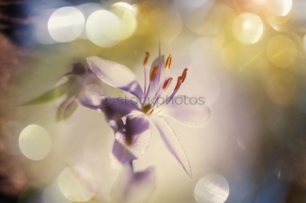 Similar – Image, Stock Photo Bud with water droplets