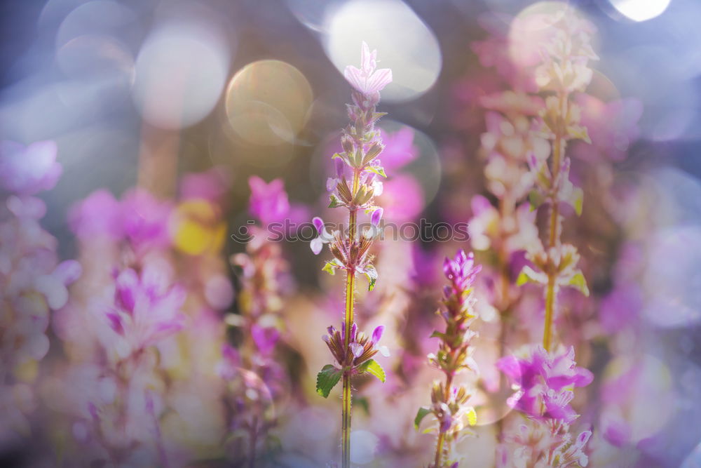 Similar – Image, Stock Photo Summer Garden Banner with Peonies, Roses and Sage