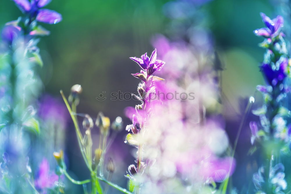 Similar – Image, Stock Photo Lavender blooms in the summer garden
