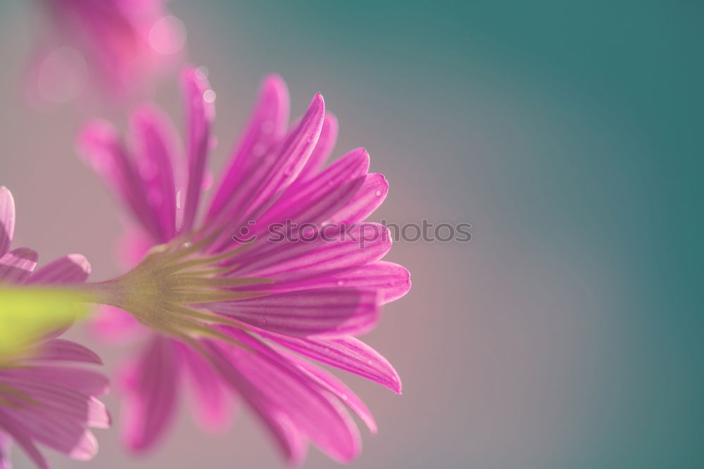 Similar – œillet Plant Flower Leaf