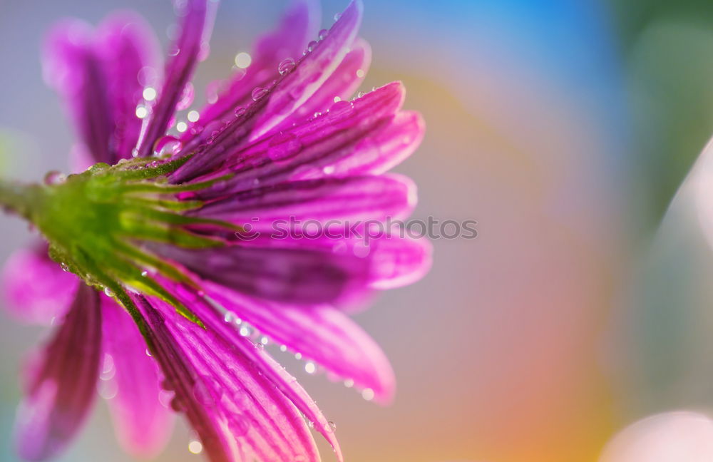 Similar – Image, Stock Photo jewelry basket