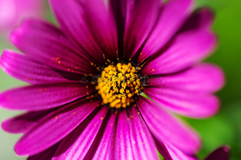 Similar – View into the flower of a purple anemone with purple stamens