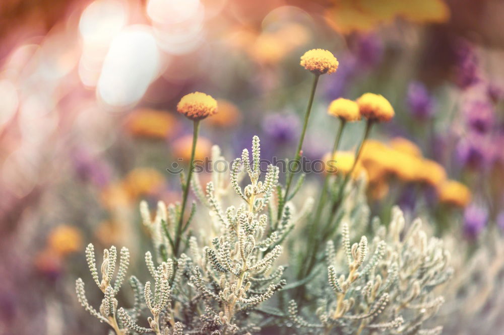 Similar – Lavender Nature Plant