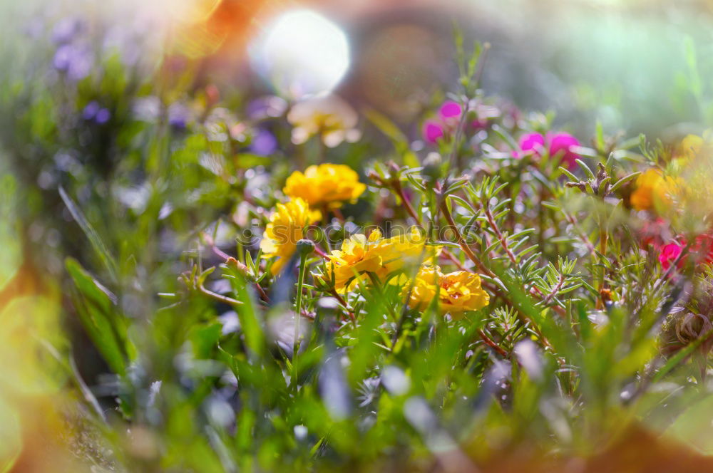 Similar – Image, Stock Photo Spring meadow X Relaxation