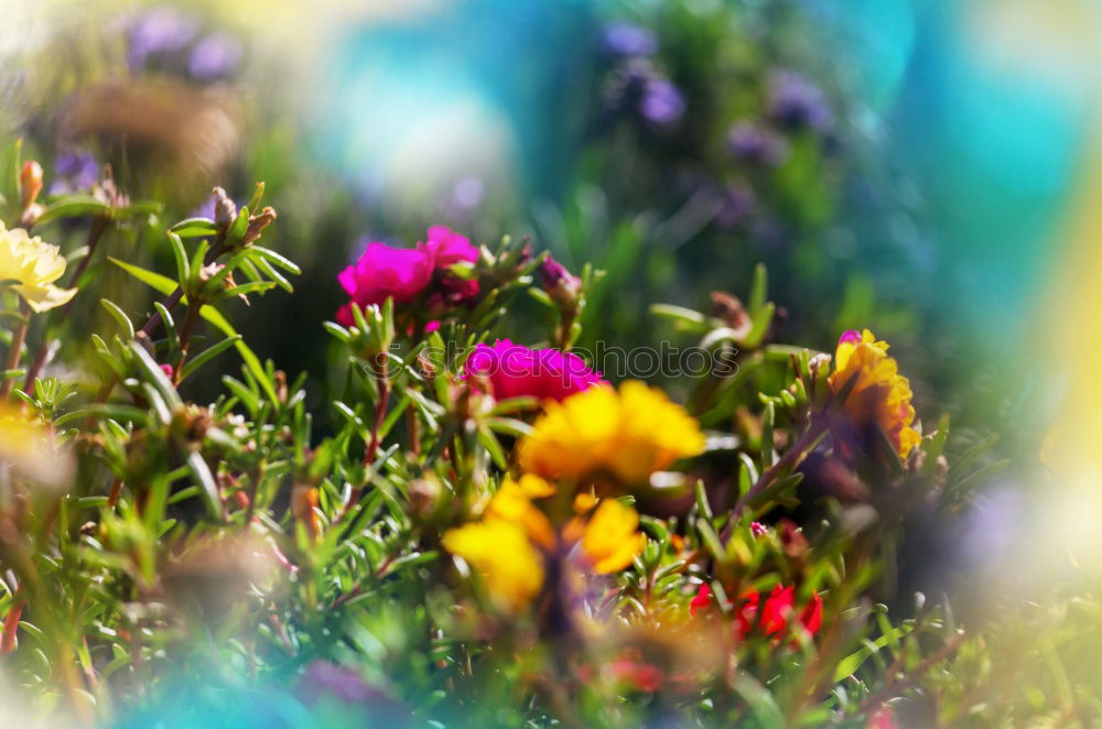 Similar – Image, Stock Photo summer flowers Nature