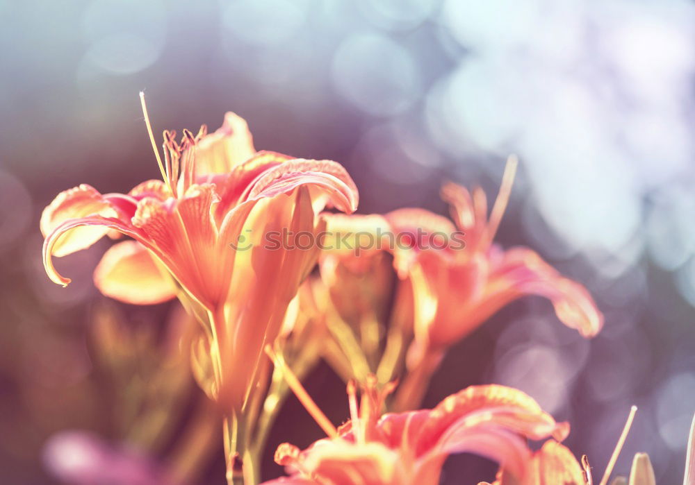 Similar – Image, Stock Photo Purple sun hat (Echinacea purpurea)