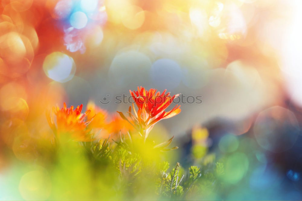 Similar – Image, Stock Photo corn poppy Environment