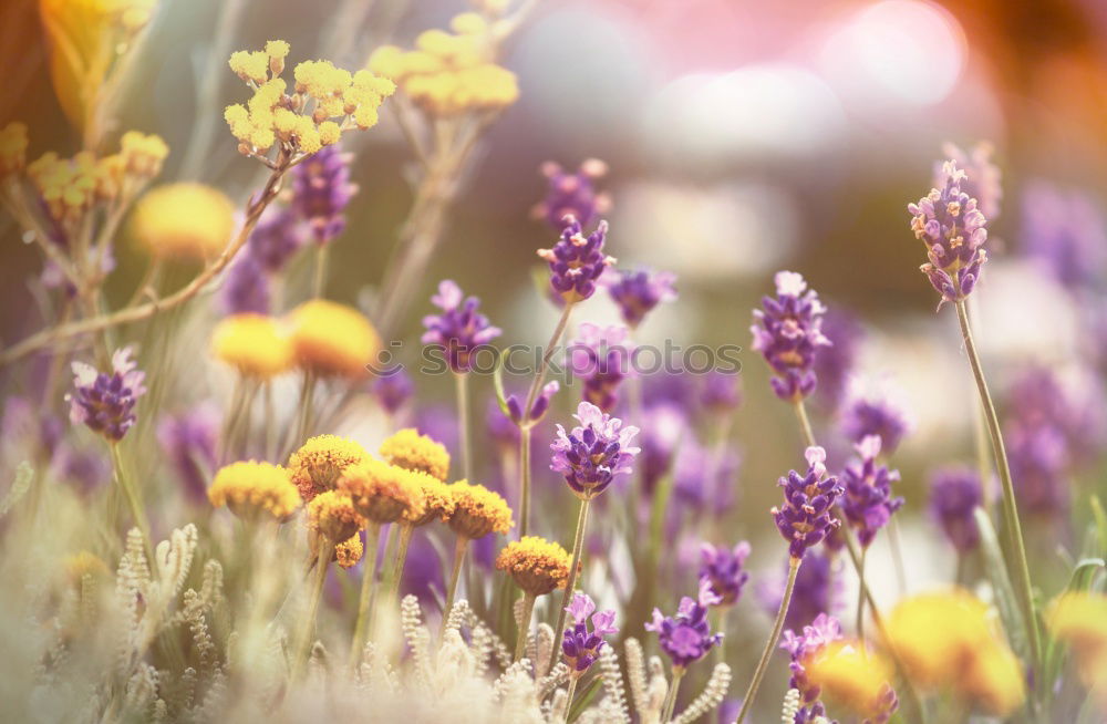 Similar – Foto Bild Hallo Frühling! Natur