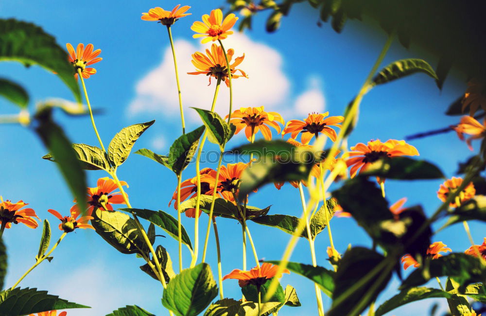 Similar – Foto Bild Herbstblüten Sommer