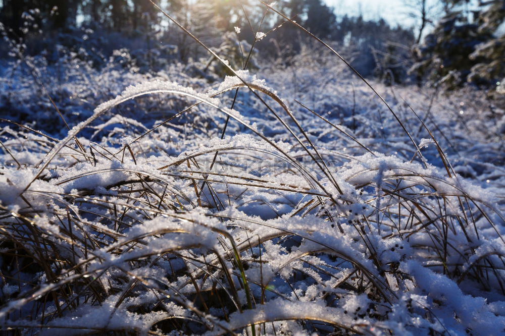 Similar – Image, Stock Photo harvested Hoar frost Field