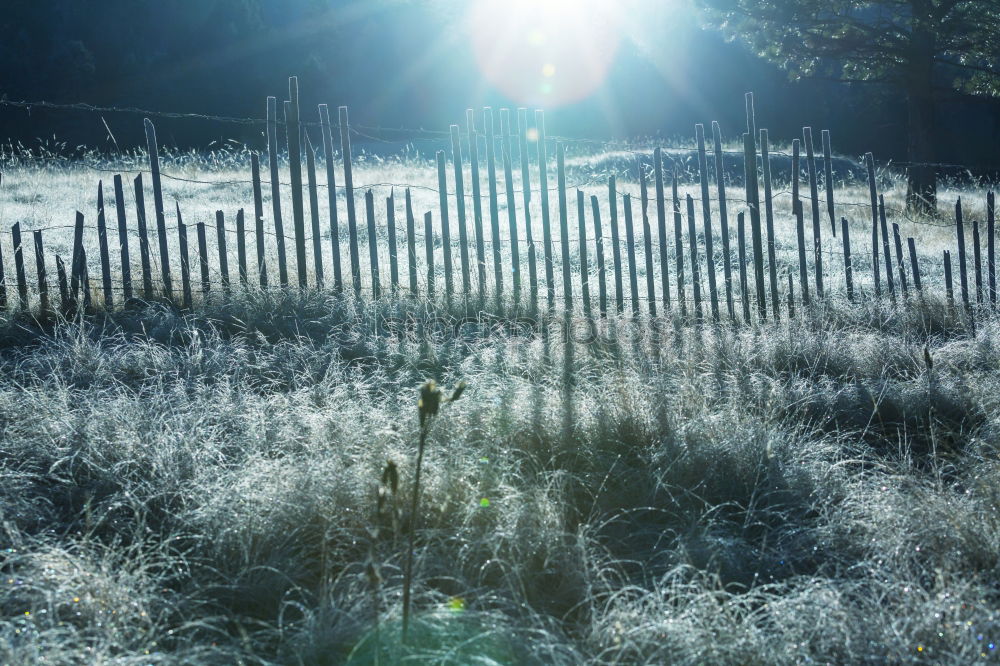 Similar – Foto Bild schräg Gras Morgen frisch