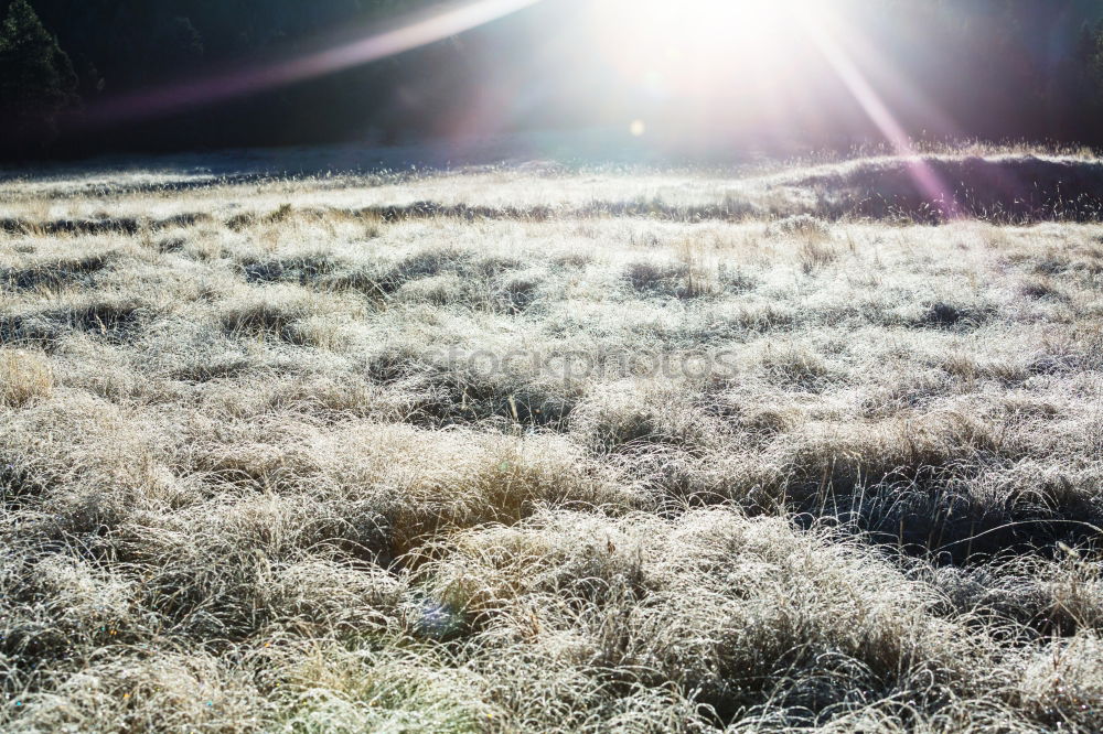 Similar – Image, Stock Photo harvested Hoar frost Field