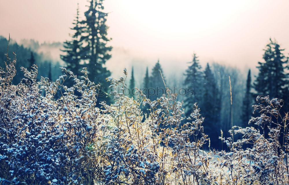 Similar – Pine forest in winter.