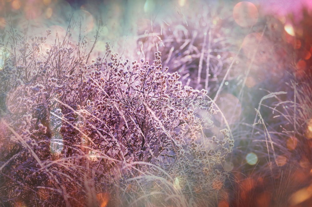 Similar – Image, Stock Photo Dune grass with drops of water