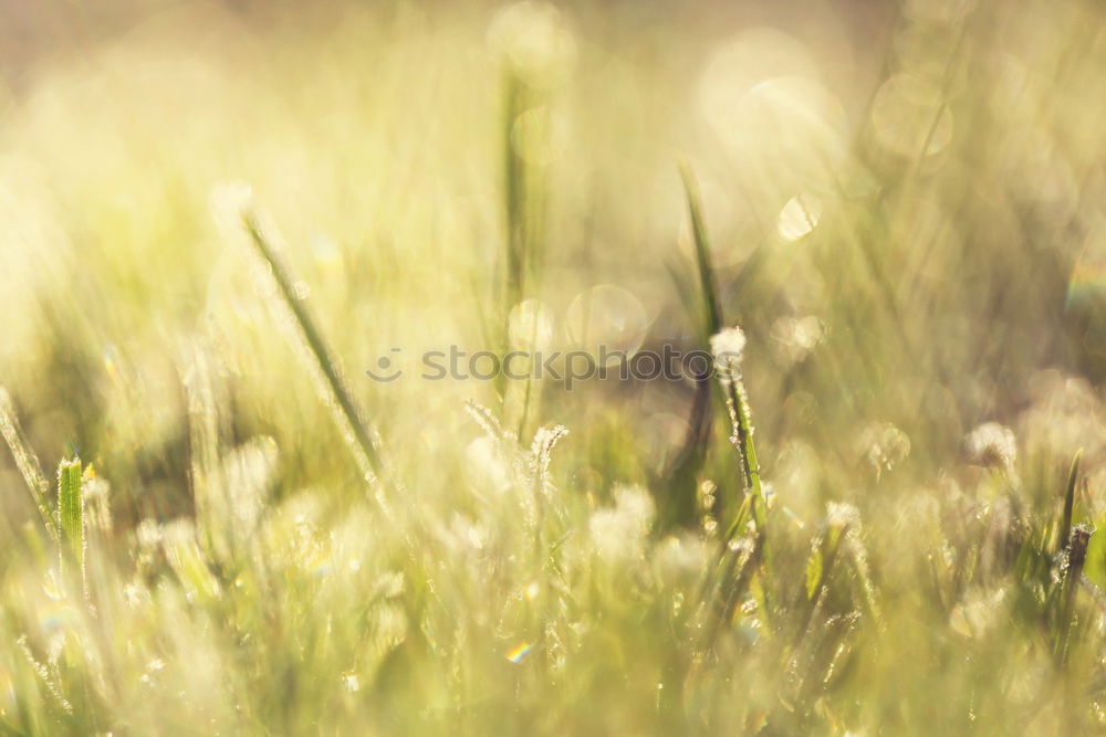 Image, Stock Photo willow cat Environment