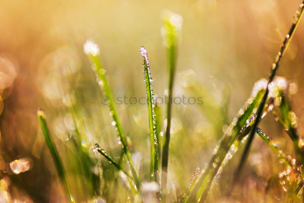 Similar – Image, Stock Photo Spring freshness | UT Cologne