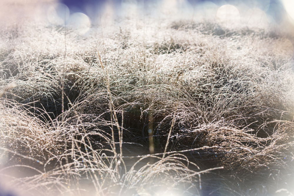 Similar – Image, Stock Photo Leaves with hoarfrost