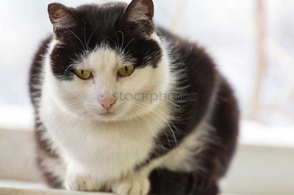 Similar – Image, Stock Photo Strays on Crete Summer