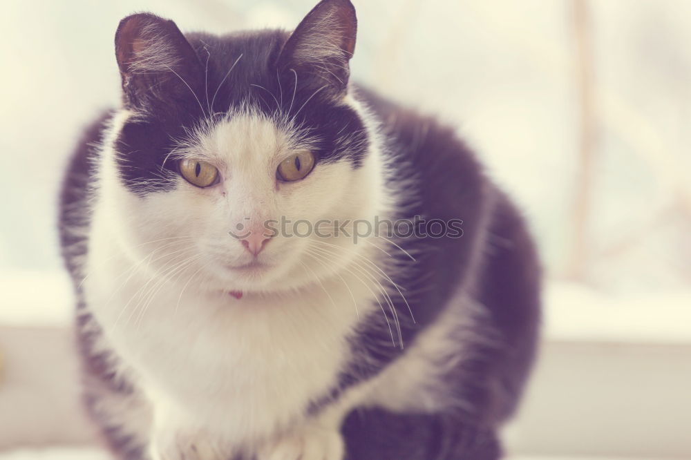 Similar – Image, Stock Photo Malignant Cat Cool (slang)