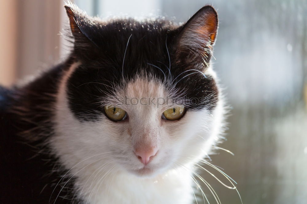 Similar – Image, Stock Photo Strays on Crete Summer