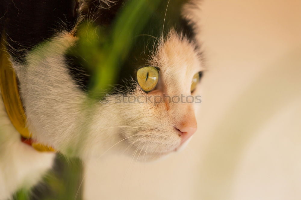 Similar – Image, Stock Photo curled tail tip of the red tomcat