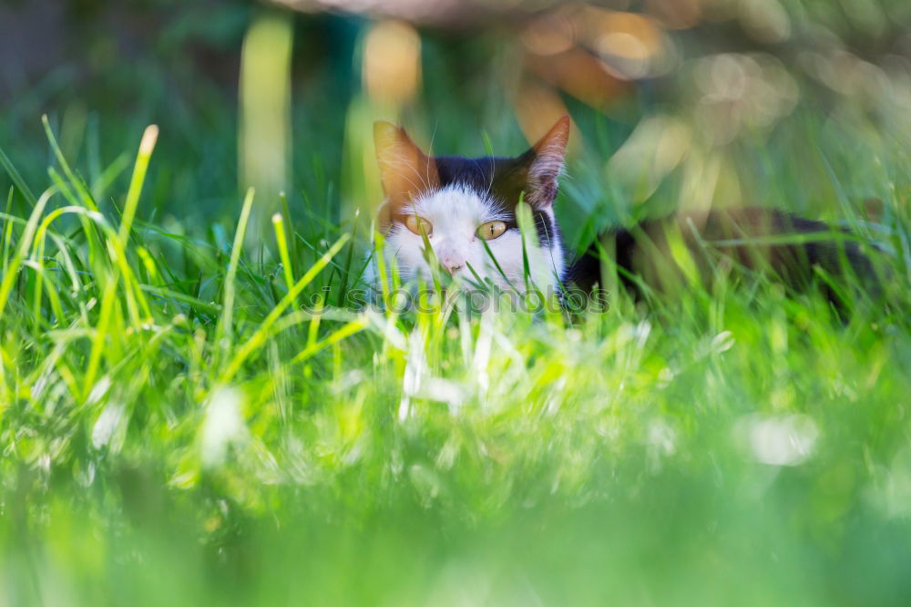 Similar – Image, Stock Photo spring cleaning Nature