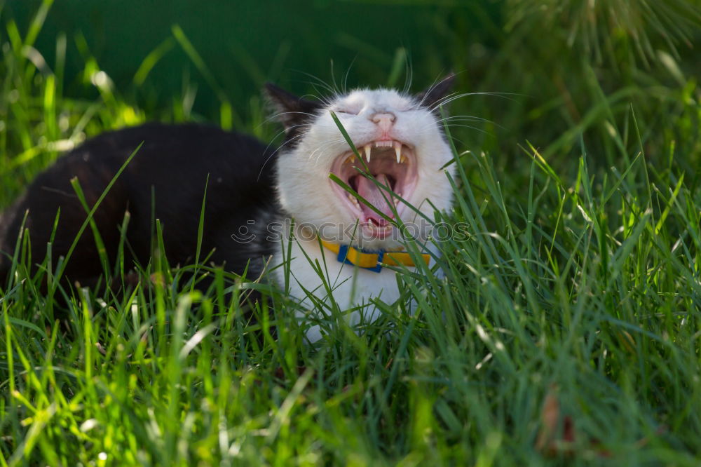 Similar – fast food Cat Bird To feed