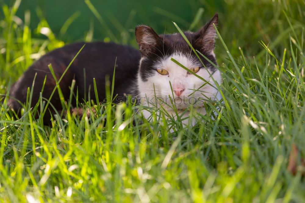 Similar – Image, Stock Photo dreamy Relaxation Animal