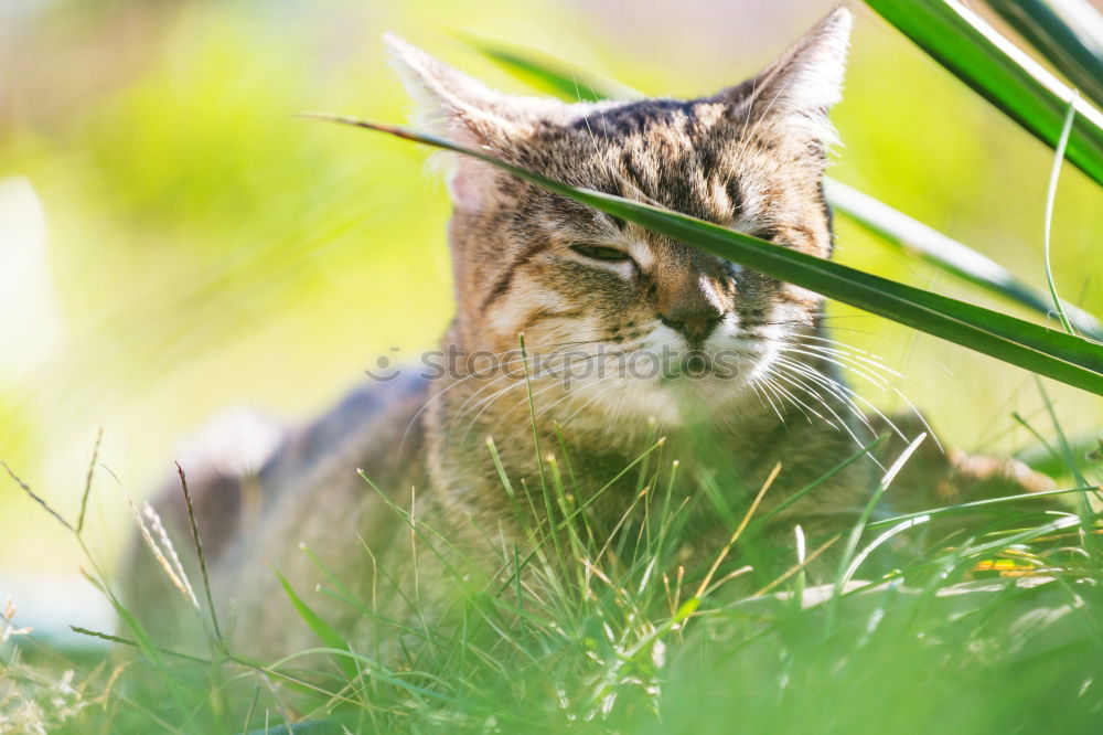 Image, Stock Photo Outstanding cat head in high grass.