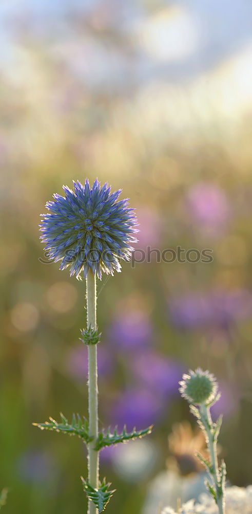 Similar – flowering thistle and flowering grass in Scotland