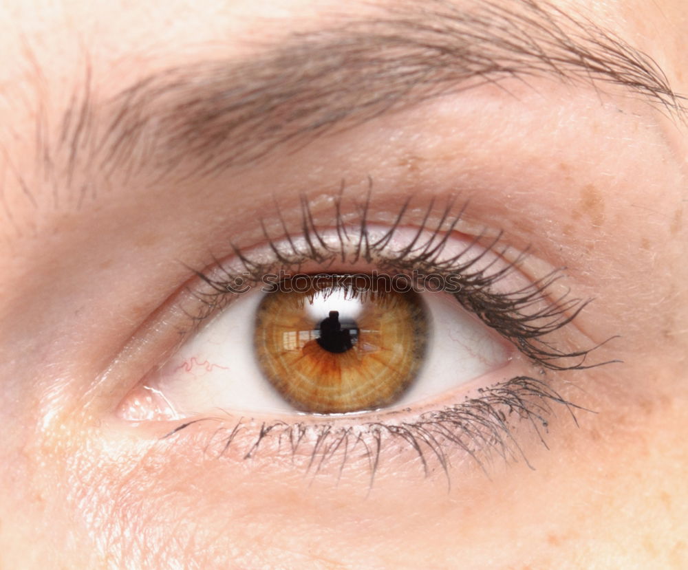 Similar – brown eye braun Wimpern