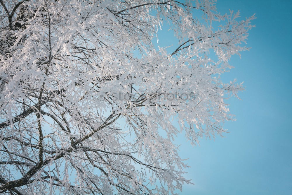 Similar – Foto Bild für Bèla Ausflug Winter