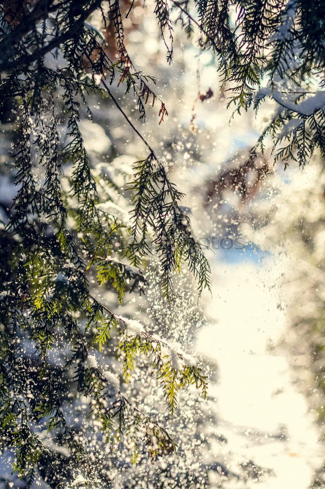 bright tree Plant Sunlight