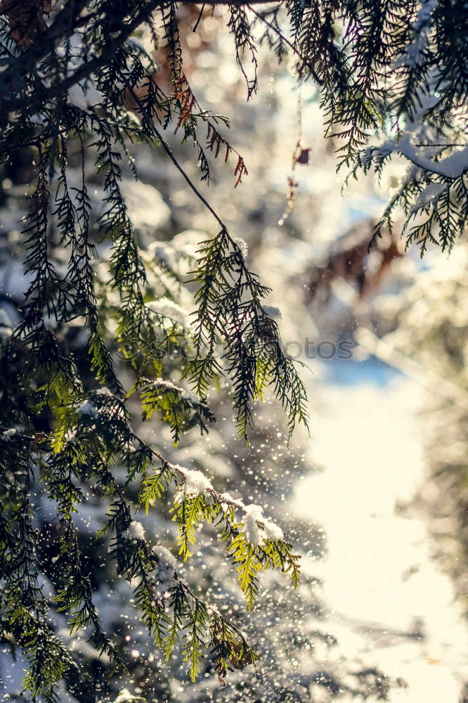 Similar – Foto Bild Strauch im Winter Eis