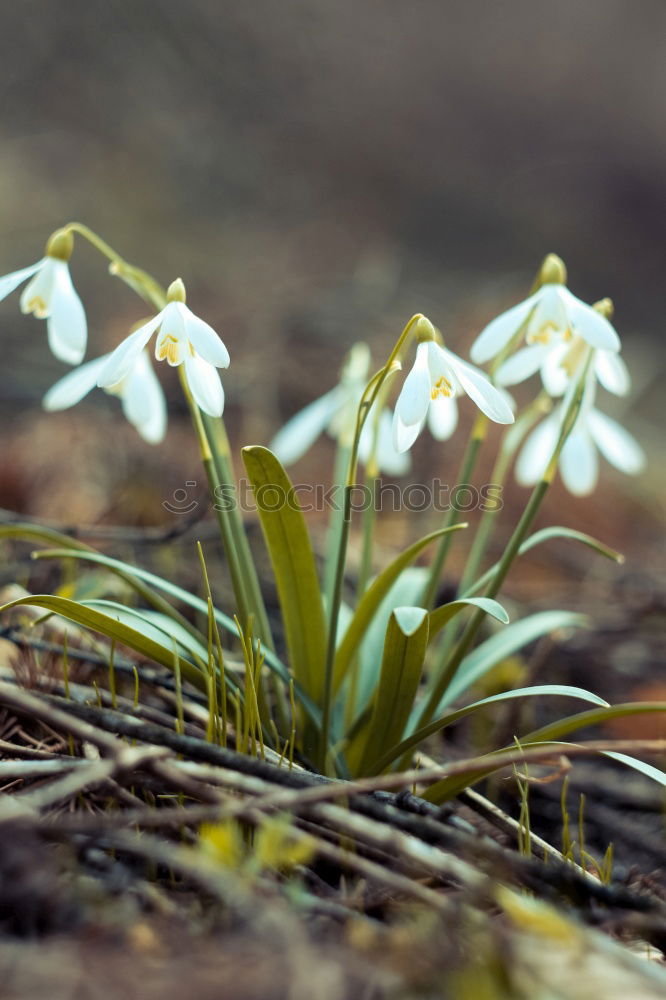Similar – Image, Stock Photo Snowy bells