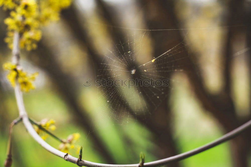 Similar – Image, Stock Photo Windowsill. Small Town