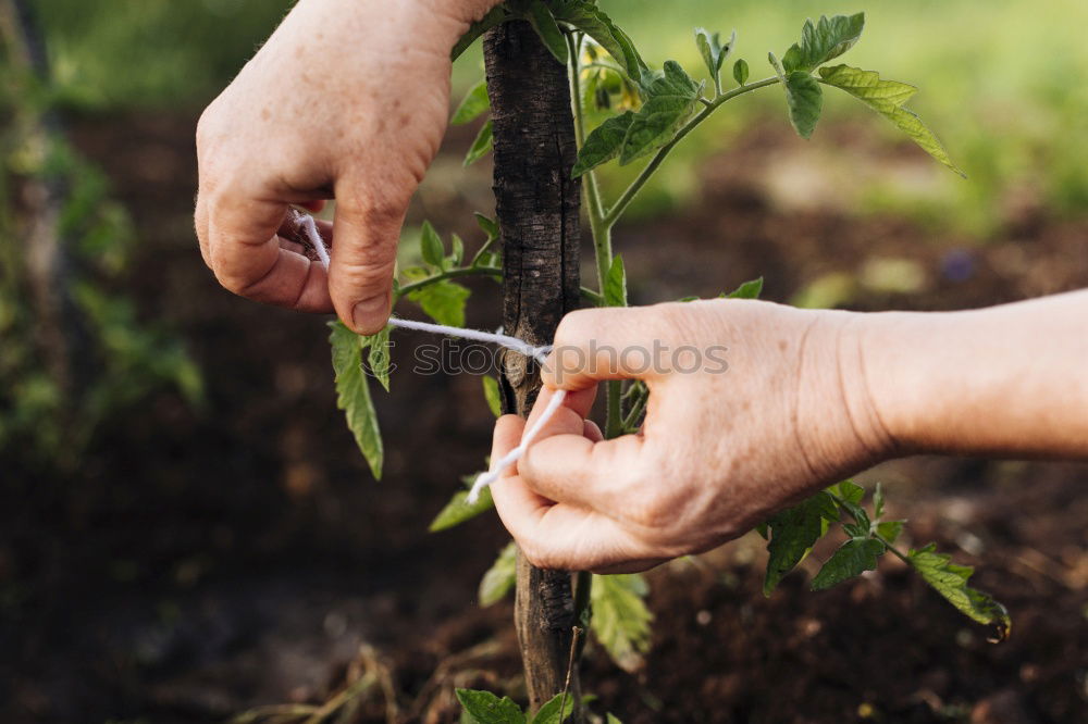 Similar – Picking radishes in the garden