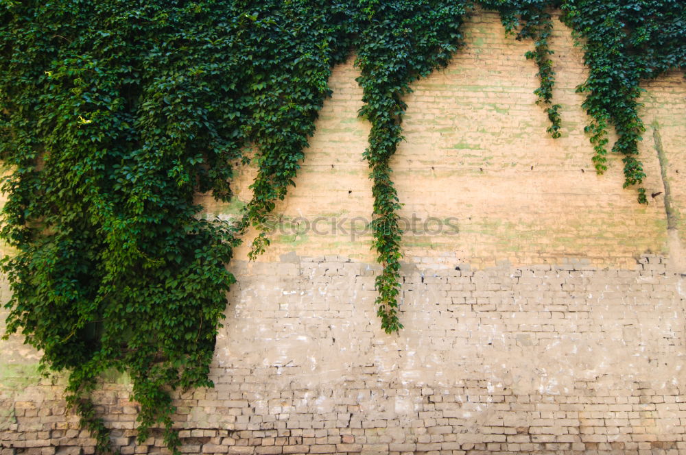 Similar – Image, Stock Photo roof garden Well-being