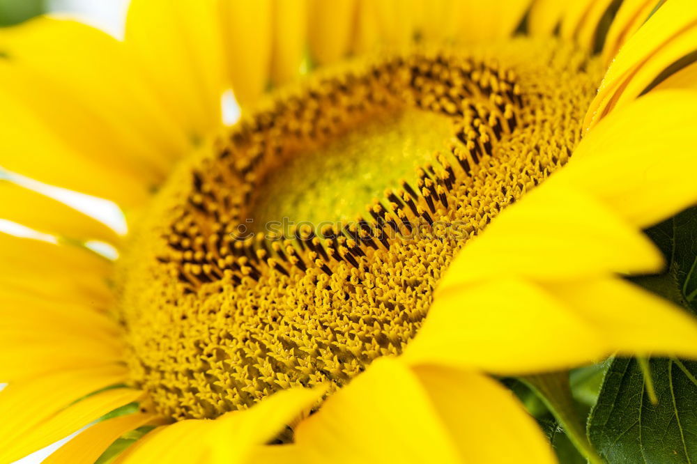 Similar – Foto Bild der sonne entgegen Blüte