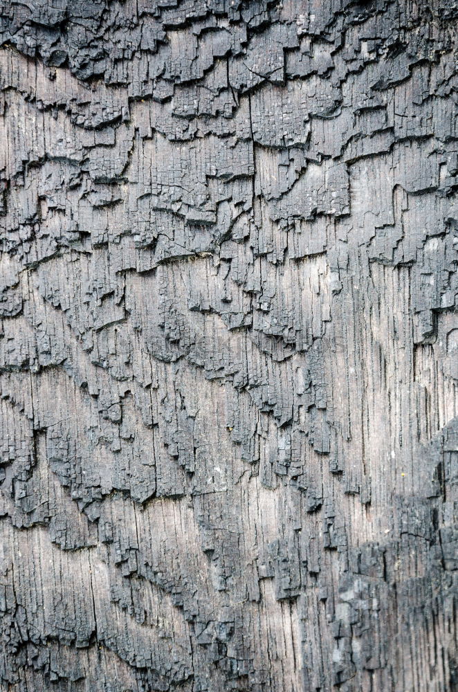 Image, Stock Photo twisted branch Laos Warped