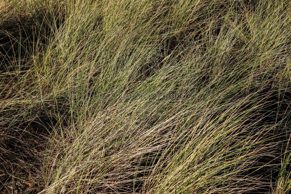 Foto Bild Gras am Meer grün Sommer